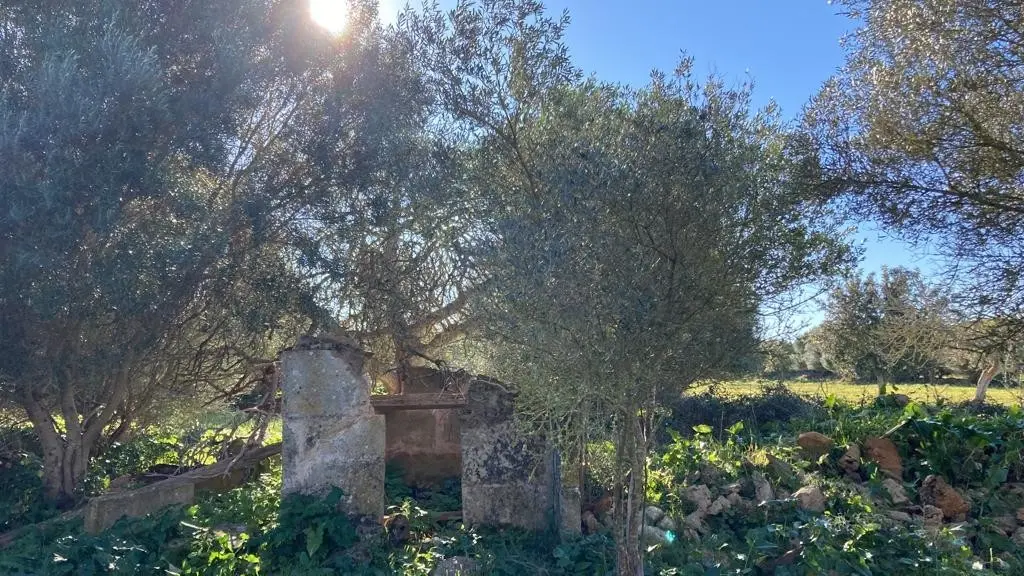 grundstueck-kaufen-Colonia de Sant Pere,-mallorca-huether-partner-23-012-bild-14
