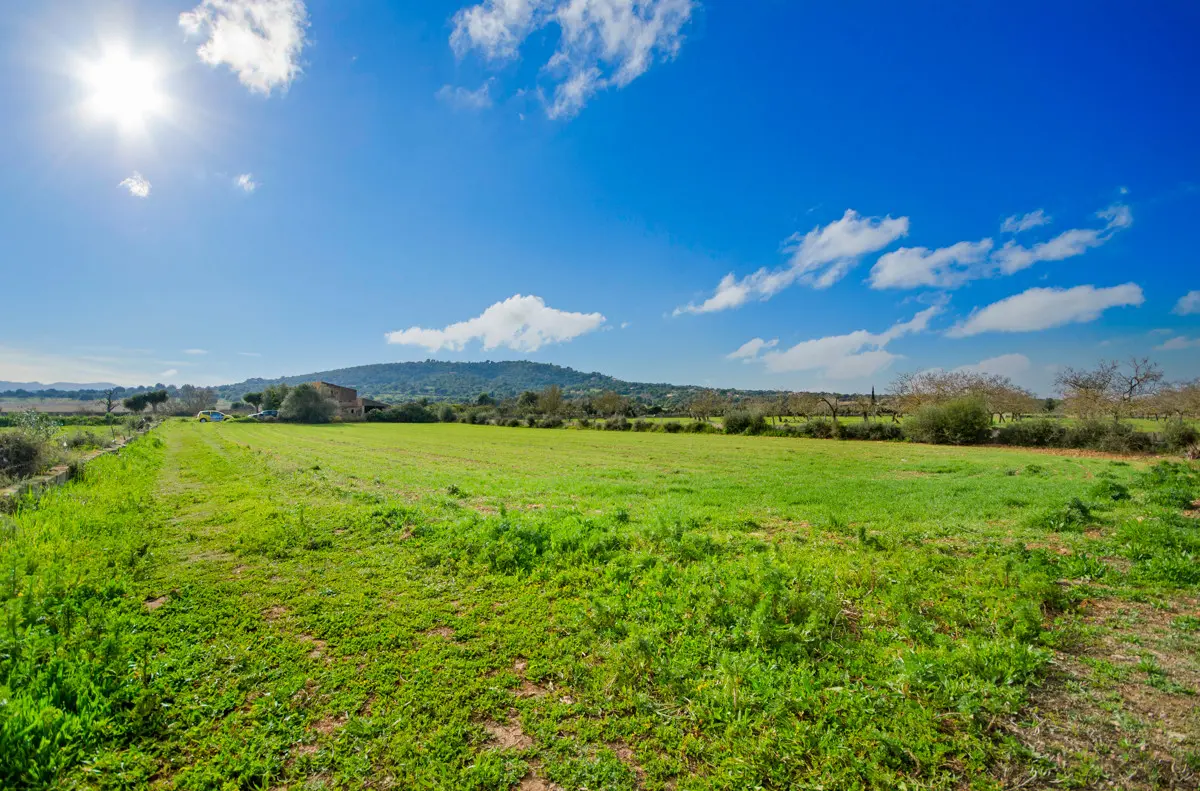 grundstueck-kaufen-Son Negre-mallorca-huether-partner-23-091-bild-15