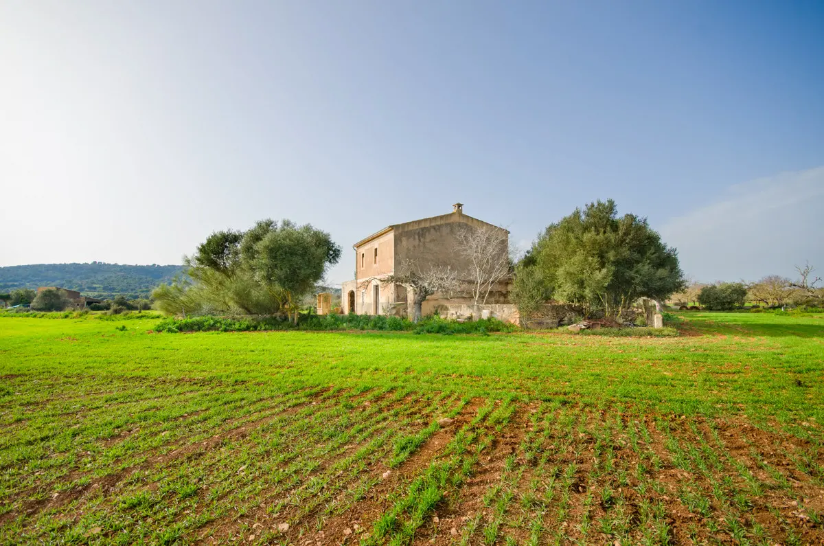 grundstueck-kaufen-Son Negre-mallorca-huether-partner-23-091-bild-12