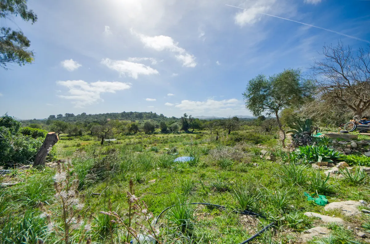 grundstueck-kaufen-Arta-mallorca-huether-partner-23-101-bild-8