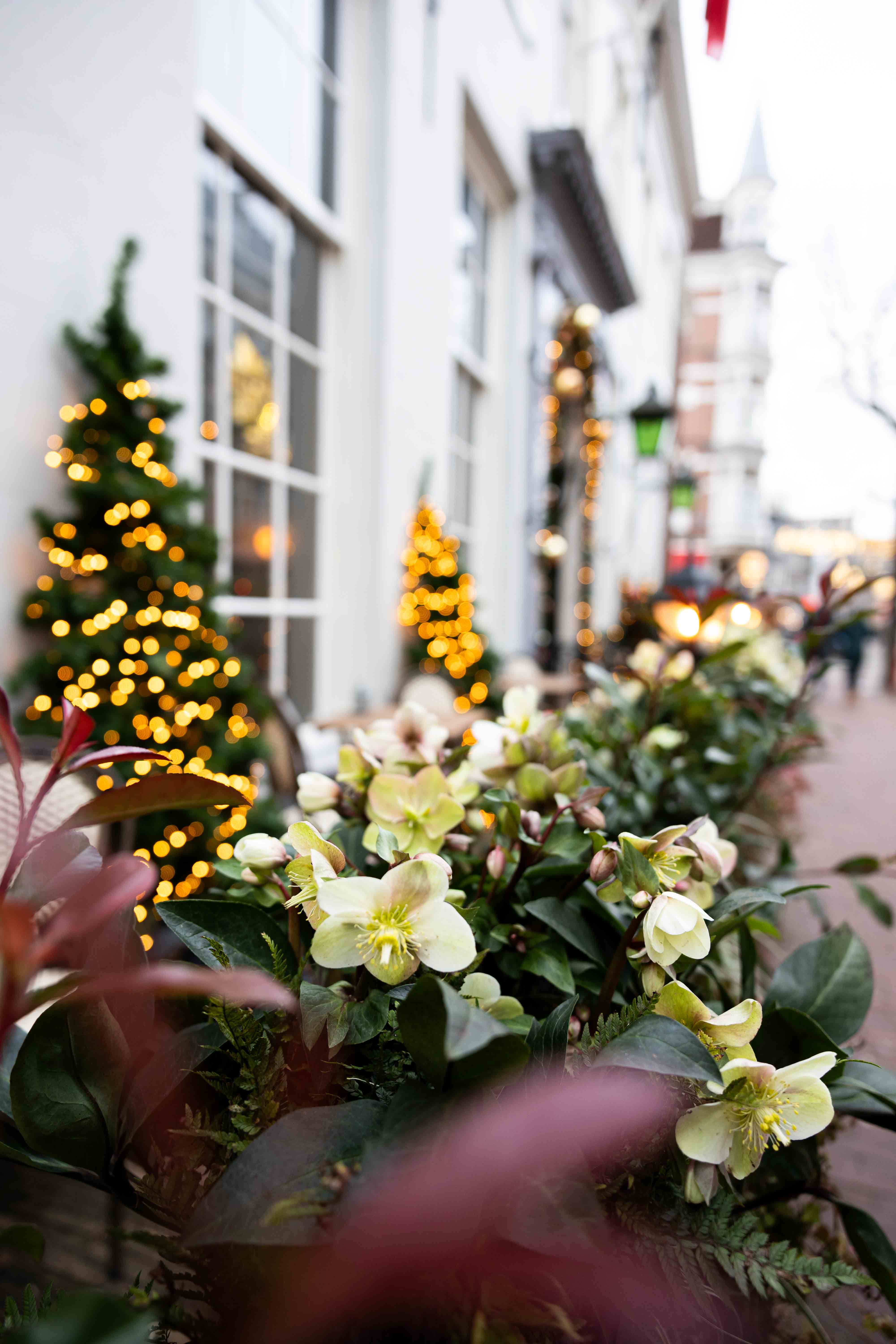 Subtiele kerstdecoratie met wintergroene planten en verlichting, die zorgt voor een feestelijke en uitnodigende wintersfeer.
