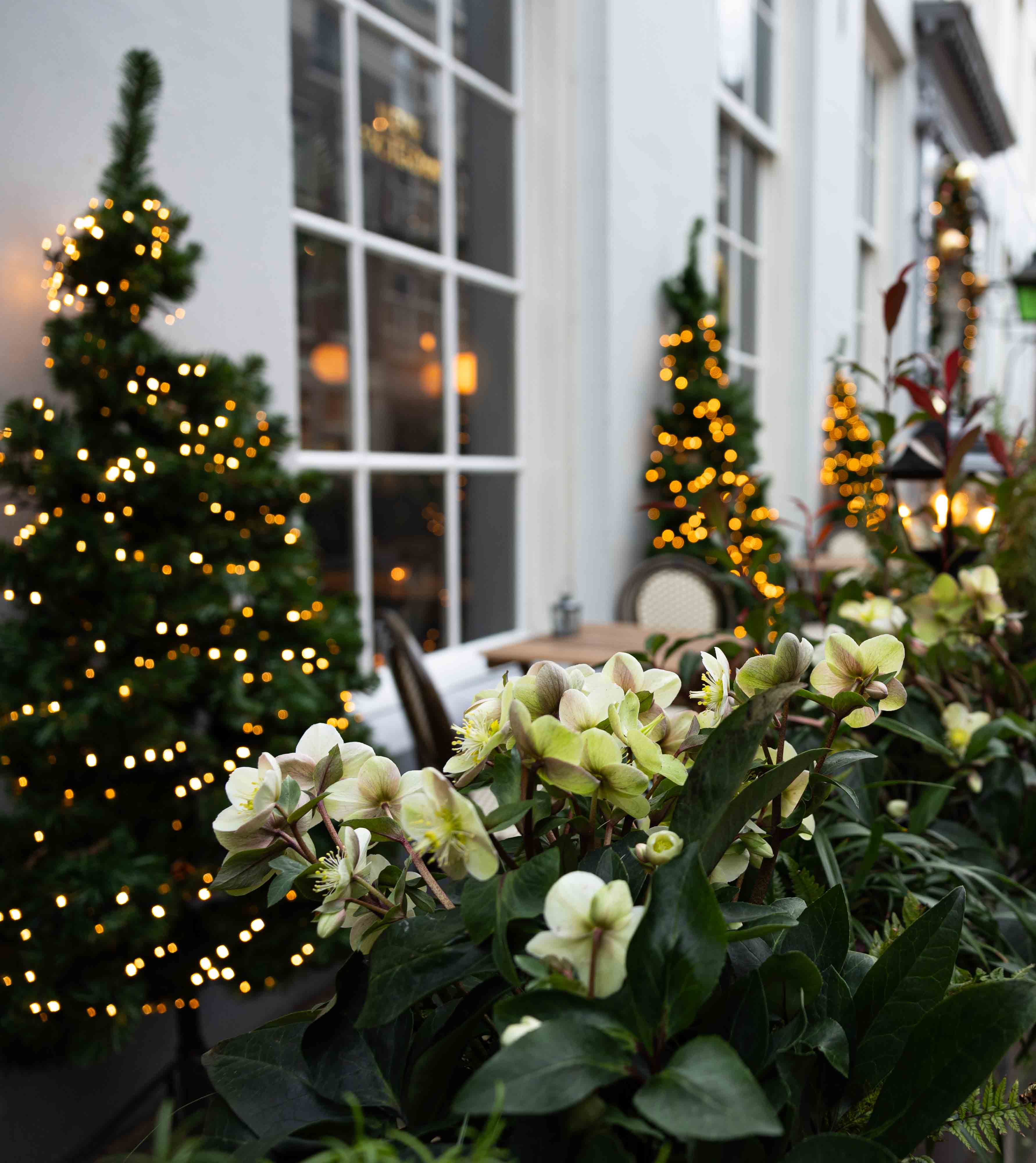 Stijlvolle zitplaatsen op het winterterras, omringd door wintergroene planten en sfeerverlichting.