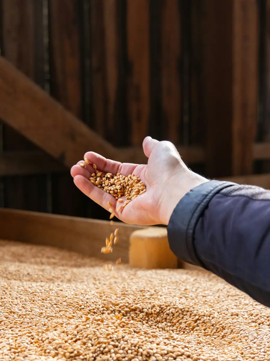close up of grain in hand