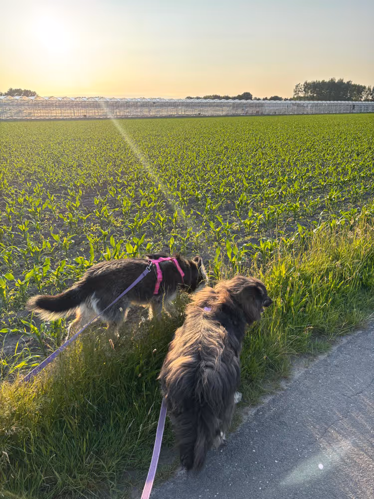 Twee honden die genieten van een rustige wandeling langs de velden bij zonsondergang met Sanne’s Roedel in Sint-Katelijne-Waver.
