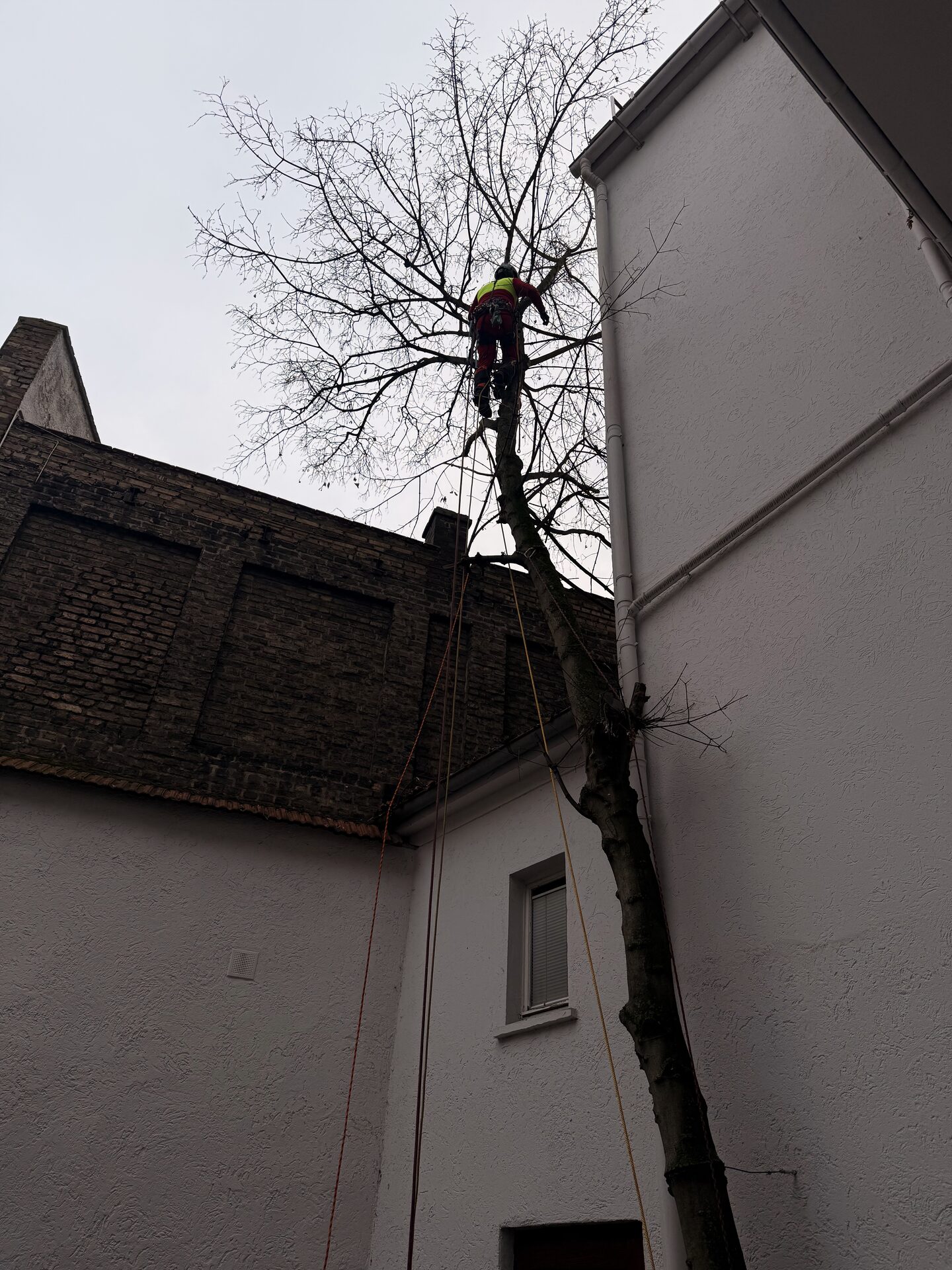 Baumpflege-Fachbetrieb bei der Arbeit im Rheingau-Taunus