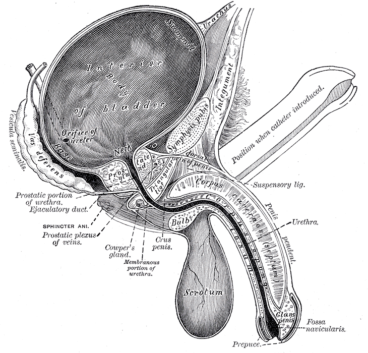 Klassisk anatomitegning af bækkenet skåret over på langs med blære, prostata, urinrør, sædblære og endetarm