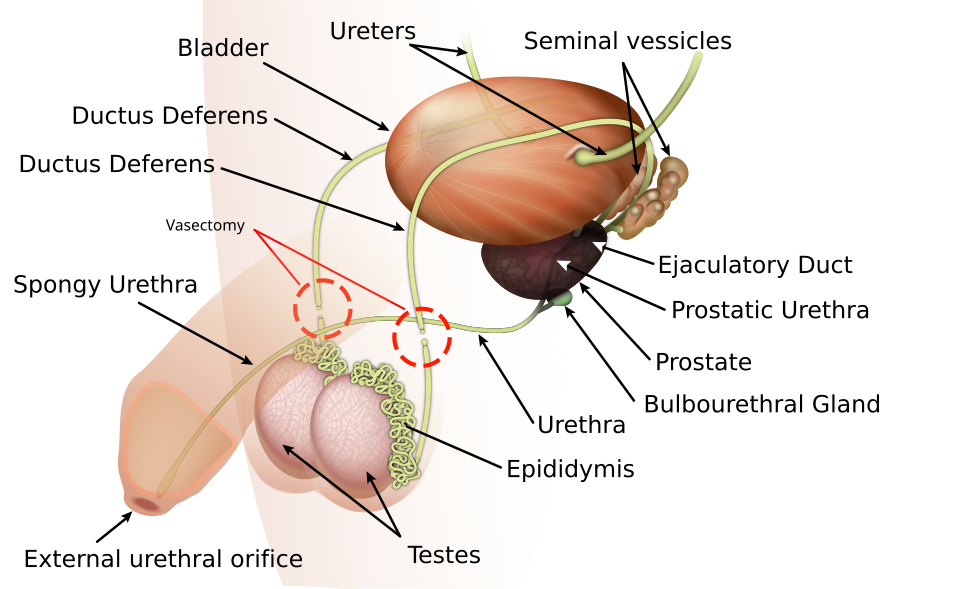 Diagram af mandens indre kønsorganer: blære, prostata, sædblærer, sædledere, testikler og urinrør