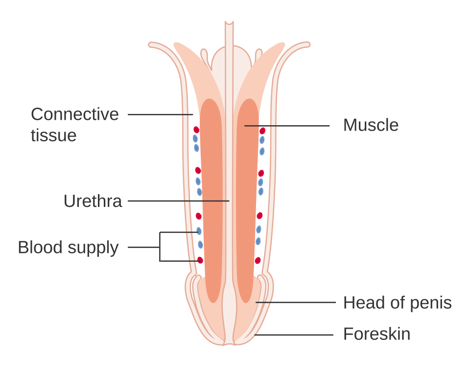 Diagram af penis set indefra med svulmelegemer, urinrør, blodkar, penishoved og forhud