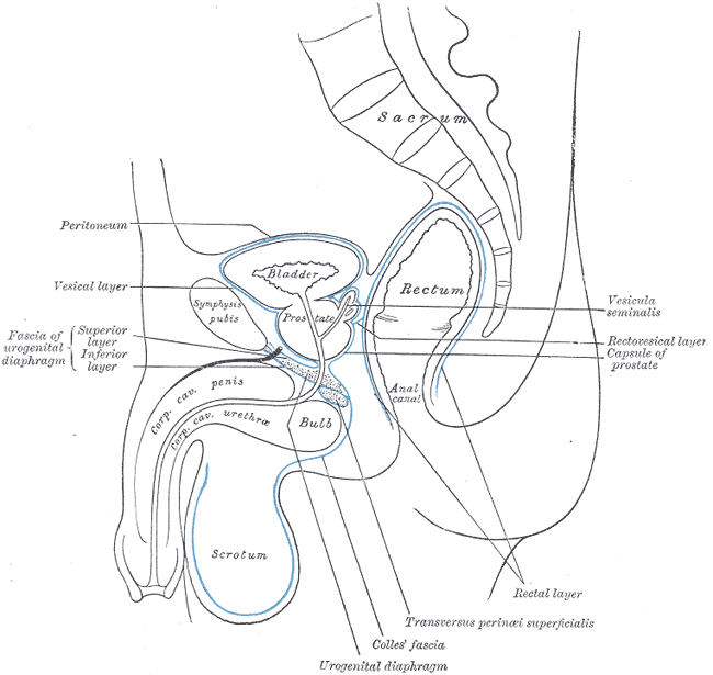 Klassisk anatomitegning af mandens bækken skåret over på langs: blære, prostata, det urogenitale diafragma, penisroden, pungen og endetarmen