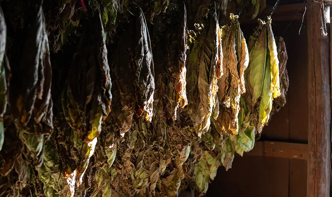 Dried tobacco leaves hanging in a rustic wooden drying barn with sunlight filtering through.