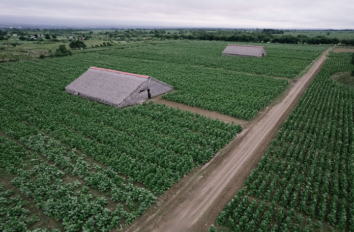 Aerial view of a green farm with rows of crops and two thatched-roof huts connected by dirt paths.