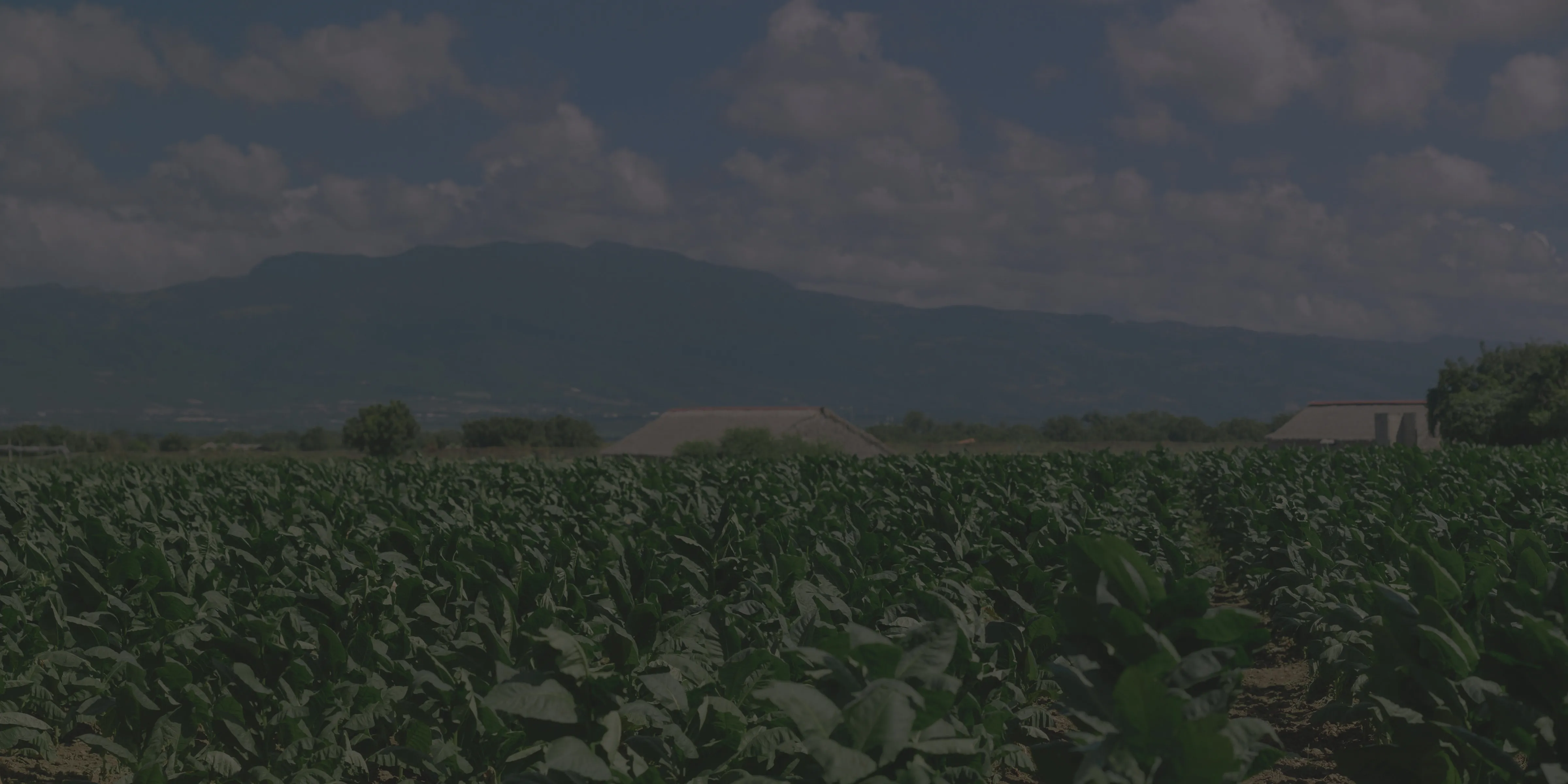 The birth of La Galera Cigars and our legacy