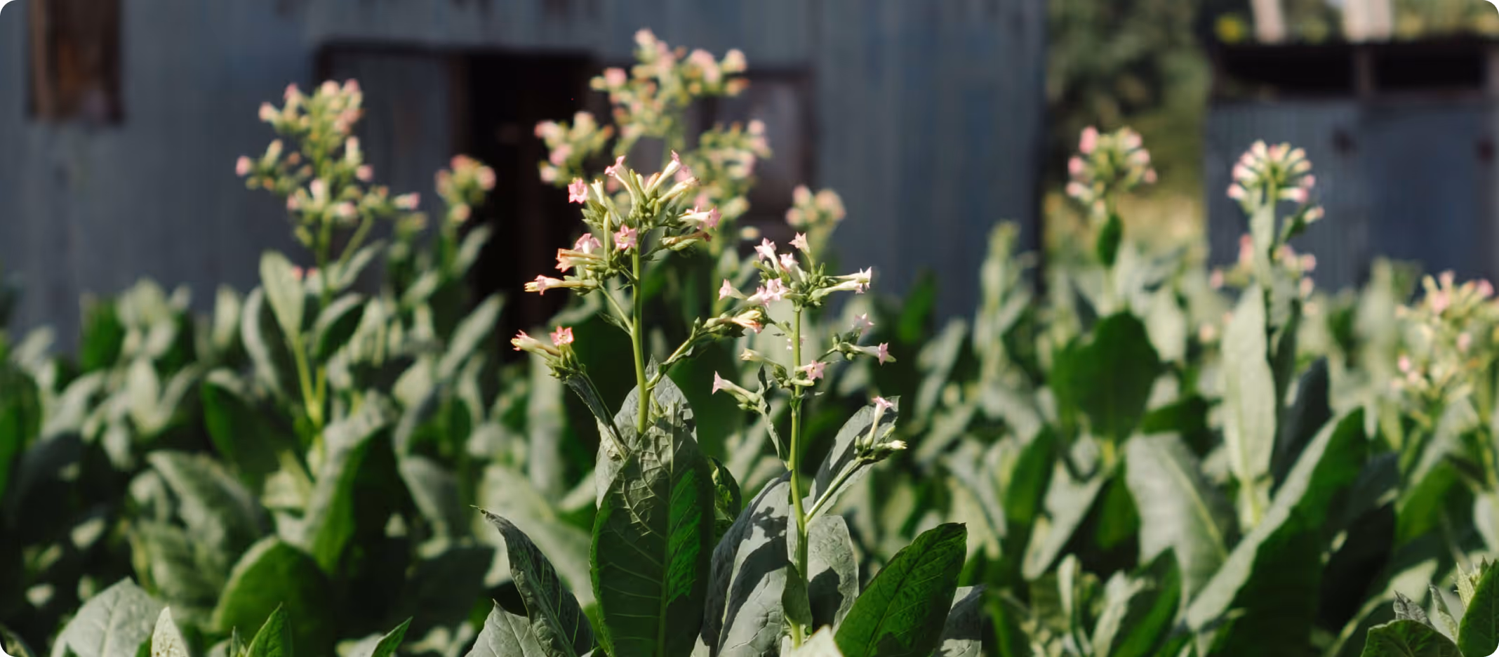 Green tobacco plants with pinkish-white flowers growing in a field in front of a rustic wooden structure.