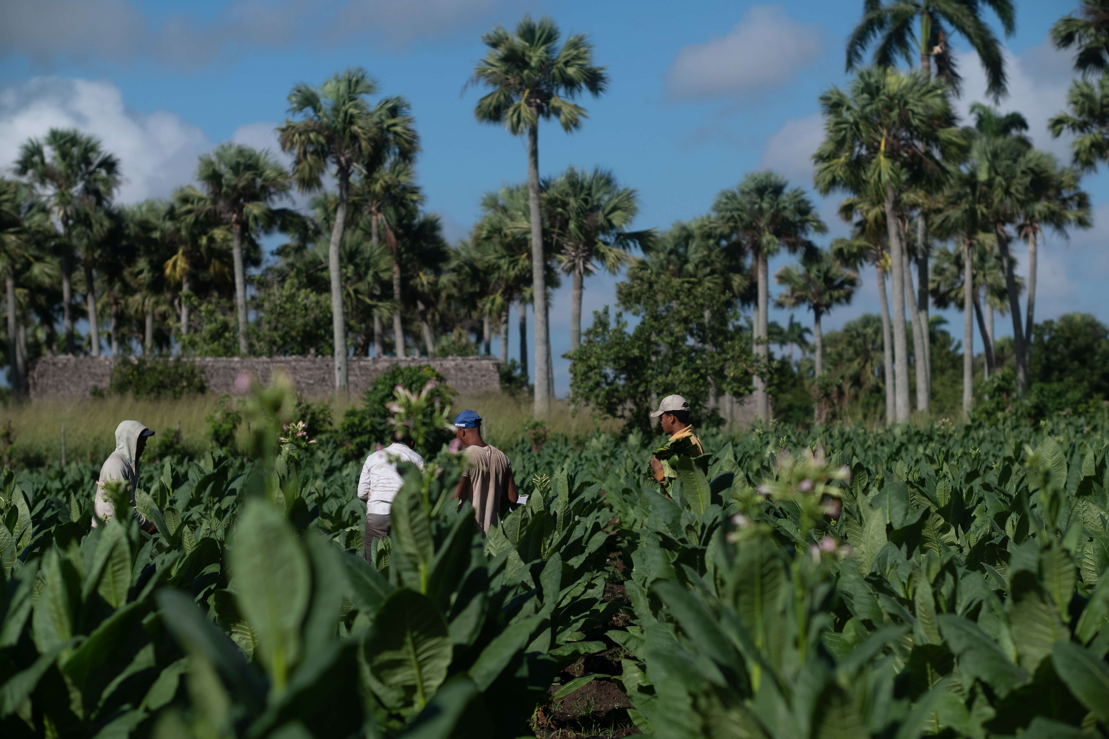 Three people working in a lush green field with tall palm trees in the background under a blue sky.