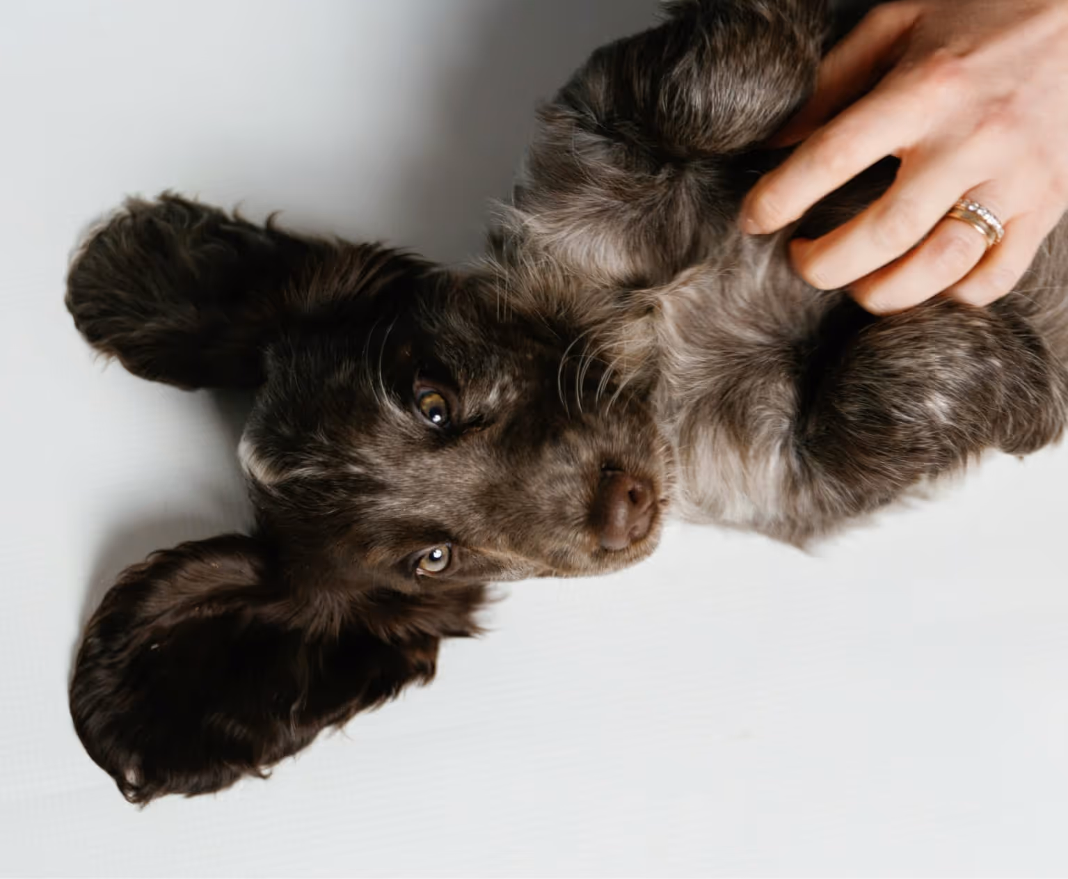 Brauner Hund liegt auf dem Rücken und wird an der Brust von einer Hand mit einem Ehering sanft gestreichelt.
