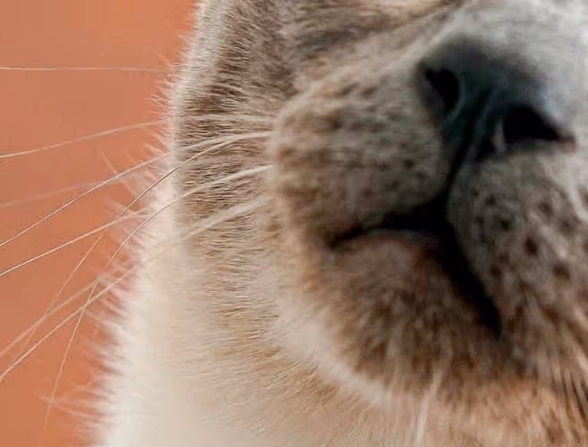 Nahaufnahme von Schnurrhaaren, Nase und Mund eines grauen und weißen Katzenfells vor orangefarbenem Hintergrund.