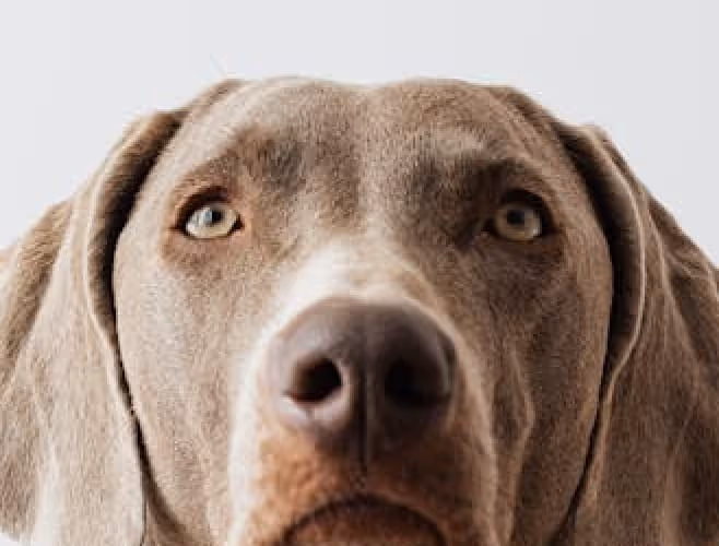 Nahaufnahme eines grauen Hundes mit gelblich-grünen Augen vor weißem Hintergrund.