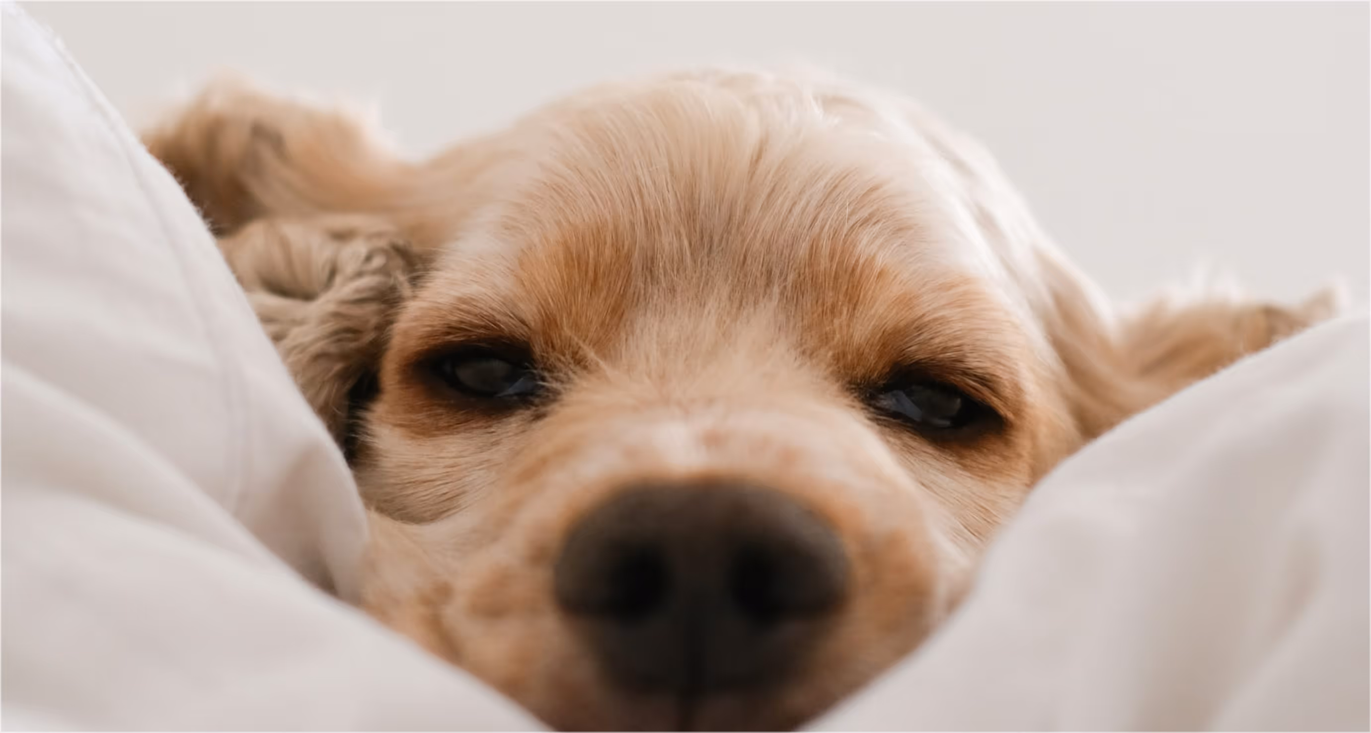 Nahaufnahme eines schläfrigen goldfarbenen Hundes, der zwischen weißen Decken liegt.