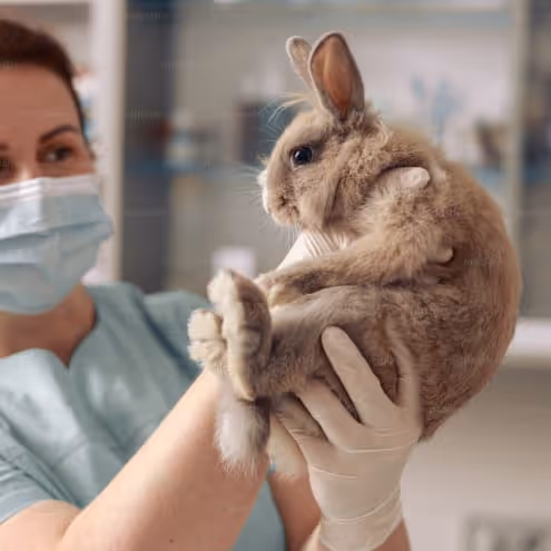 Tierärztin mit Maske und Handschuhen hält ein braunes Kaninchen im Untersuchungsraum.