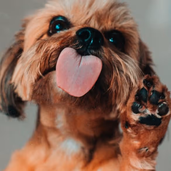 Nahaufnahme eines kleinen braunen Hundes, der seine Zunge herausstreckt und eine Pfote hebt.