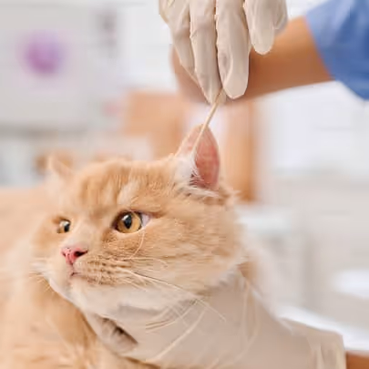 Eine orangefarbene Katze wird von einer Person mit Handschuhen am Ohr untersucht.