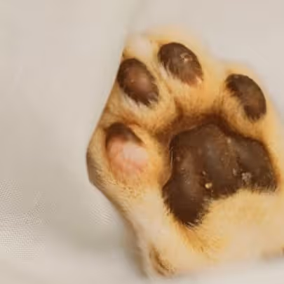 Nahaufnahme einer hellem Tierpfote mit dunklen Ballen, teils von weißem Stoff bedeckt.