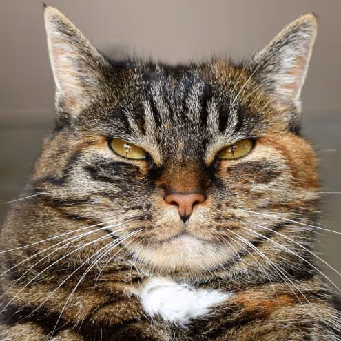 Nahaufnahme einer getigerten Katze mit gelben Augen und einem weißen Fleck auf der Brust.