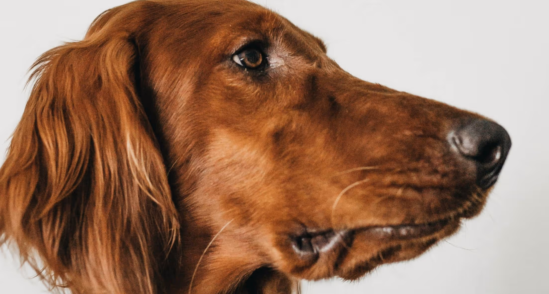 Nahaufnahme eines braunen Hundes, der nach rechts blickt.