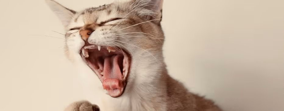 Eine gestreifte Katze gähnt mit geöffnetem Mund vor einem hellen Hintergrund.