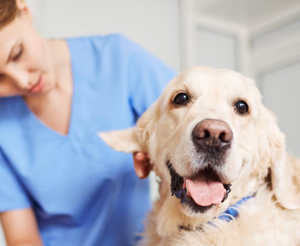 Nahaufnahme eines glücklichen Golden Retrievers mit herausgestreckter Zunge, daneben eine Tierärztin in blauer Berufskleidung.