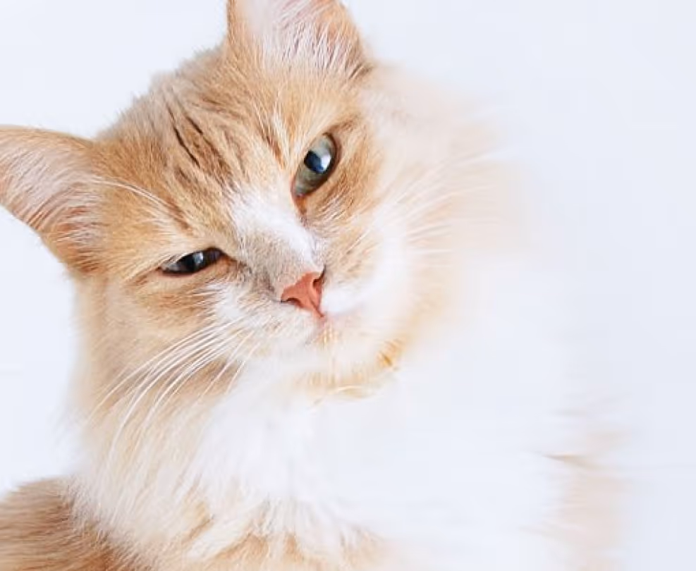 Nahaufnahme einer entspannten rot-weißen Katze mit grünen Augen vor weißem Hintergrund.