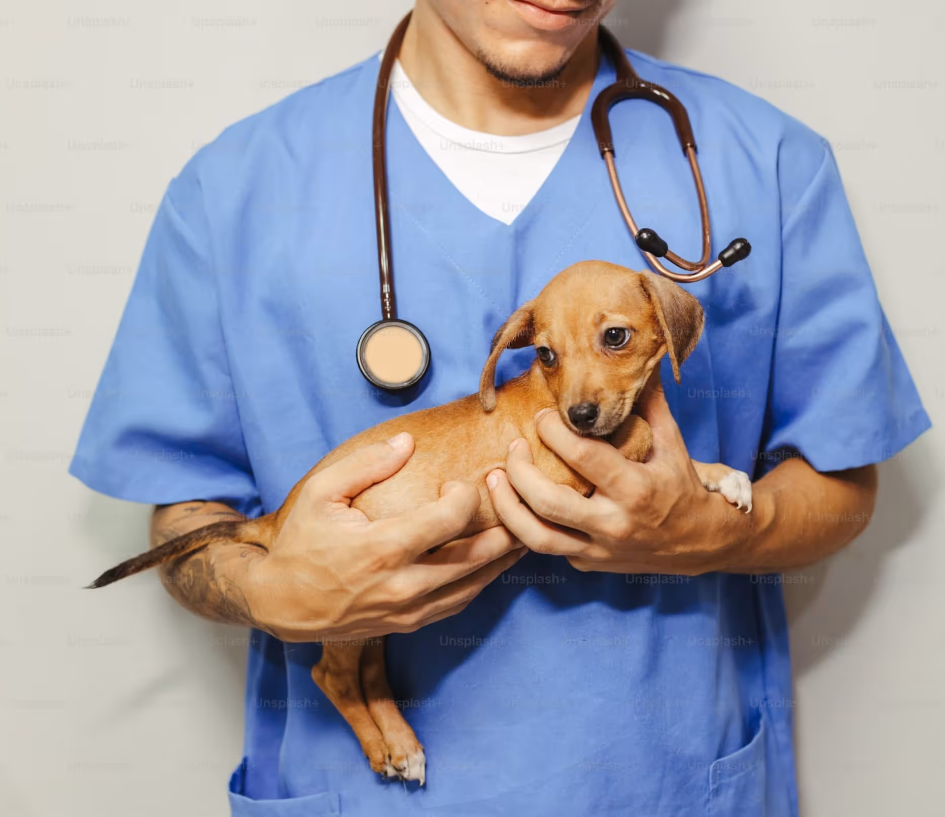 Tierarzt in blauer Arbeitskleidung hält einen kleinen braunen Welpen mit Halsband.