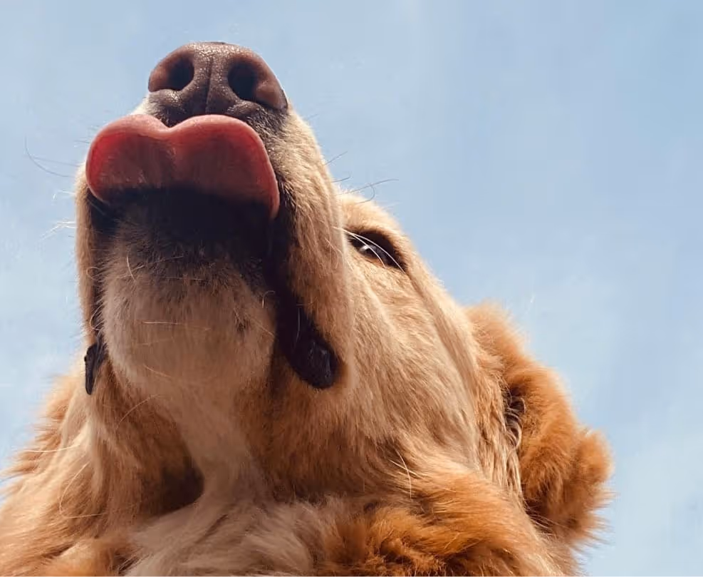 Nahaufnahme eines Hundes, der seine Zunge herausstreckt, vor blauem Himmel.