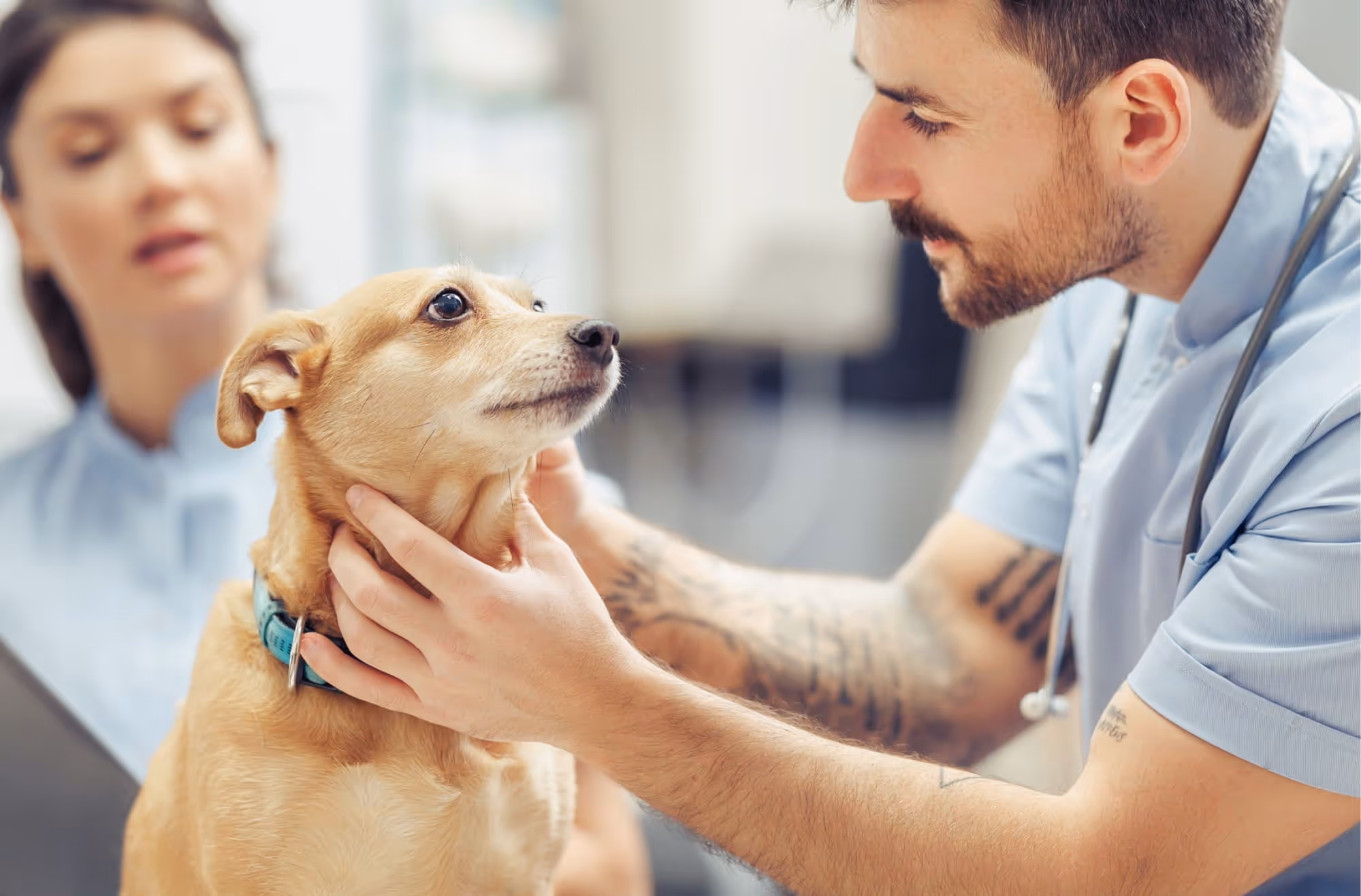 Tierarzt untersucht aufmerksam einen kleinen braunen Hund während eine Assistentin im Hintergrund zuschaut.