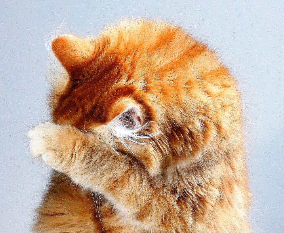 Orangefarbene Katze bedeckt ihr Gesicht mit einer Pfote vor einem hellblauen Hintergrund.