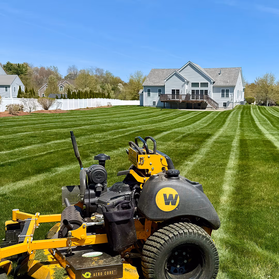 Thick healthy green lawn after professional turf care