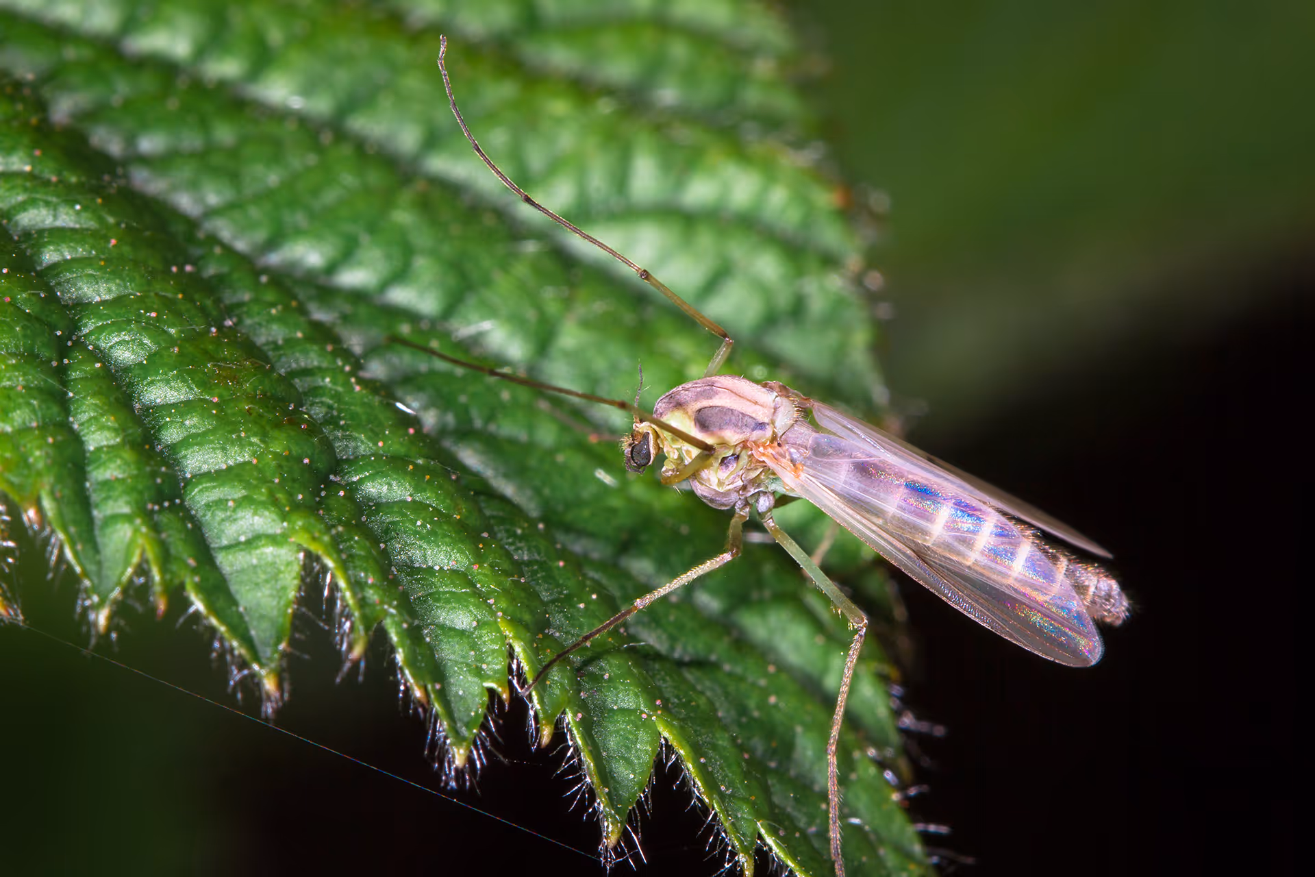 Outdoor pest control services by LaMere Landscaping