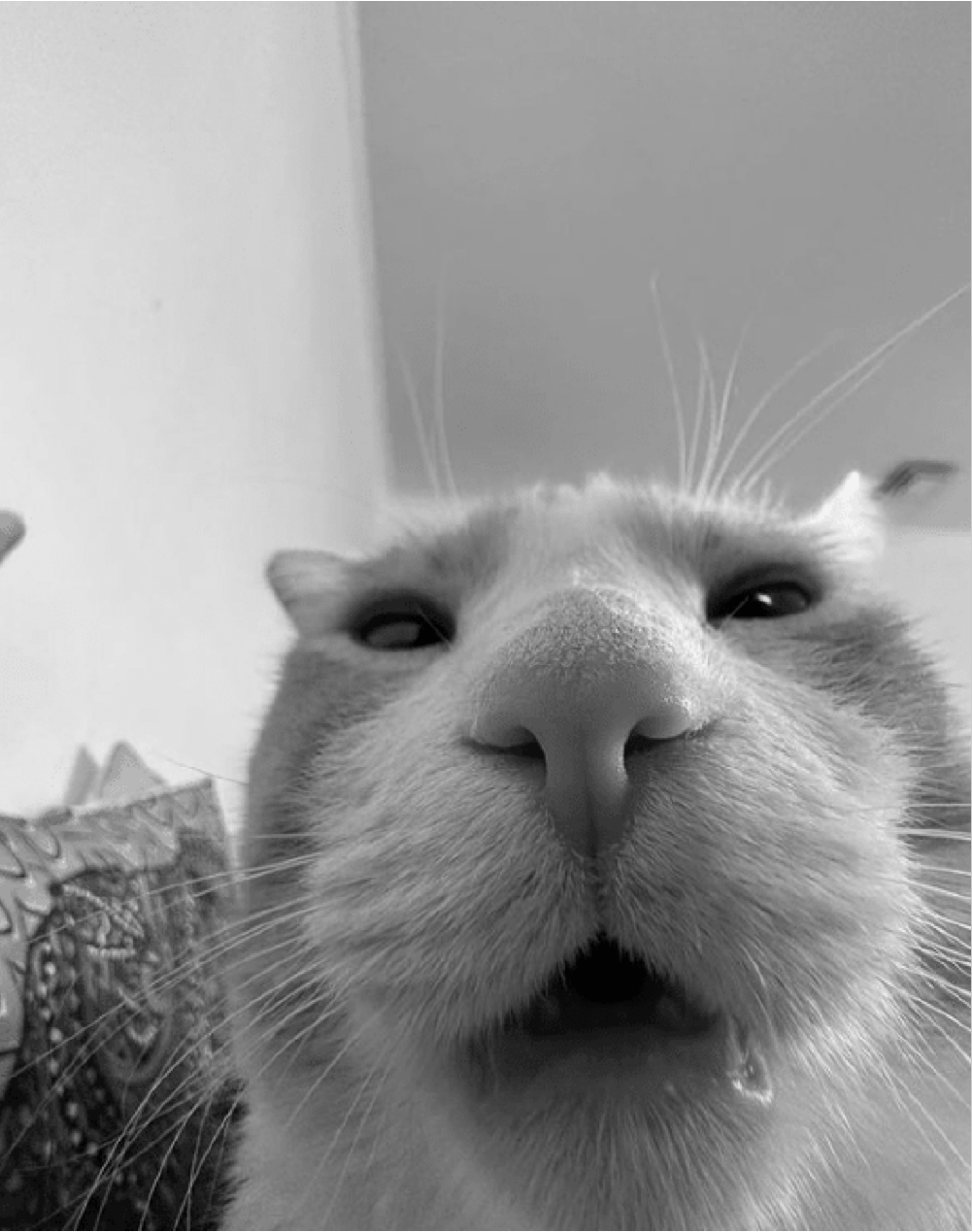 Debbie the cat, close portrait