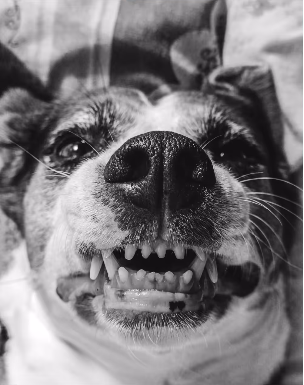 Spike the dog smiling with teeth showing