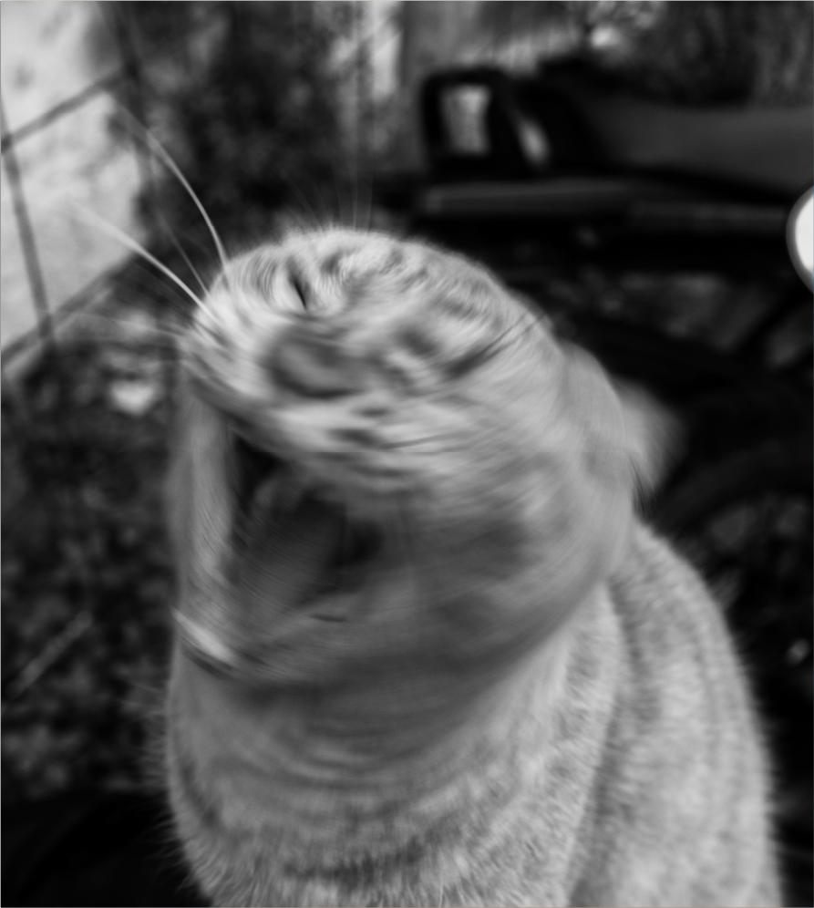 black and white image of a cat in motion with its mouth open 