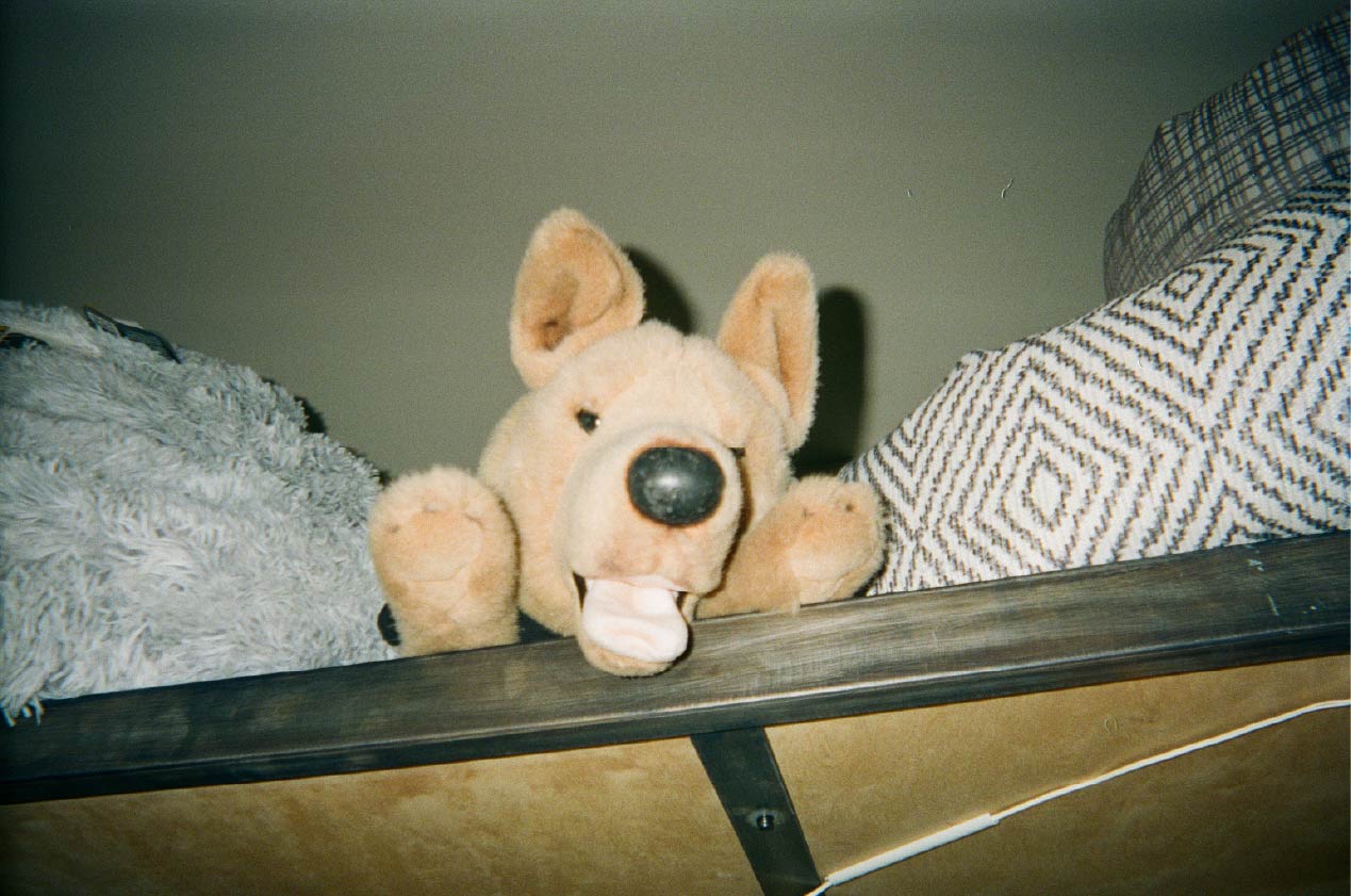A plus pup sits on a top shelf looking down at the camera