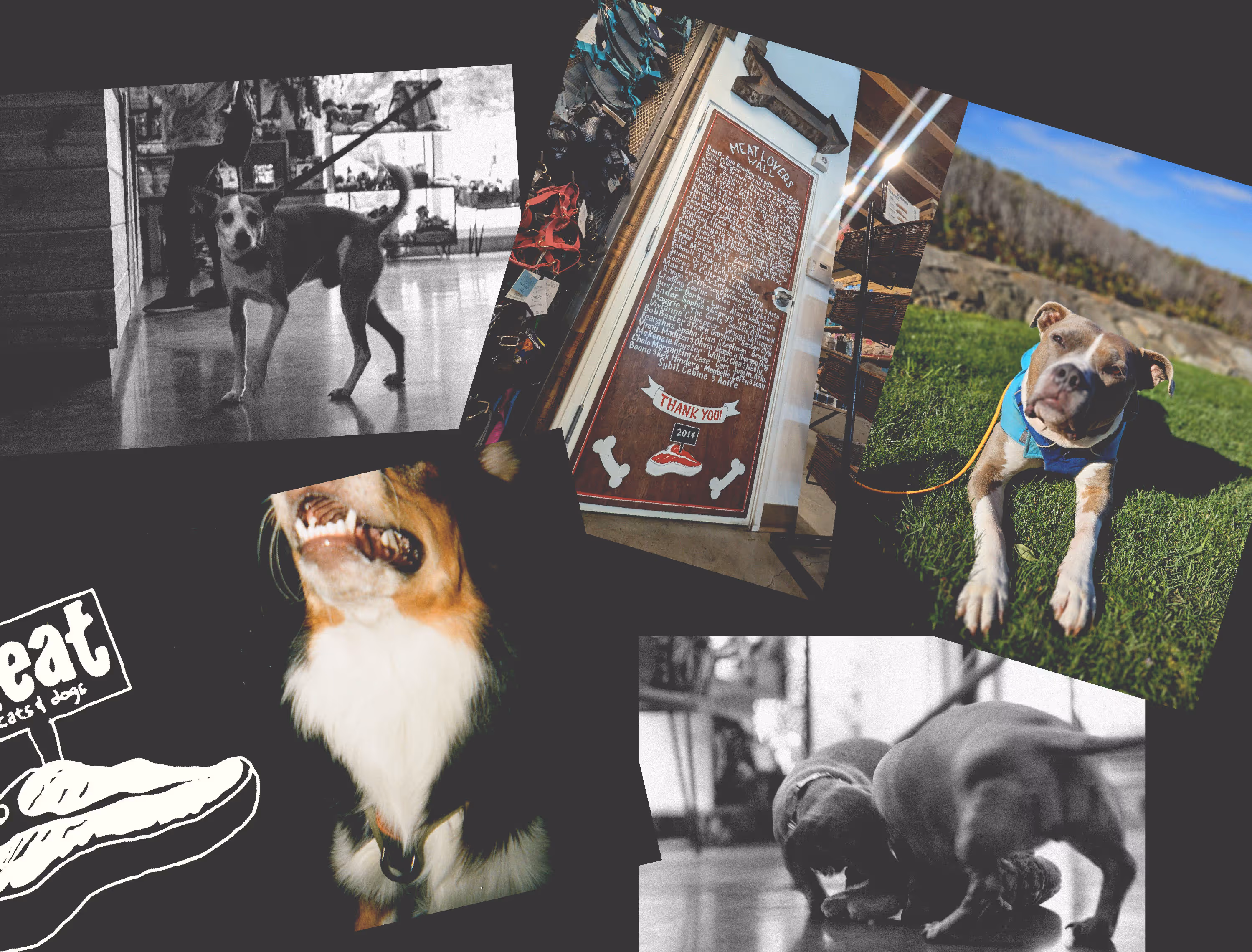 collage of dog photos in color and black and white
