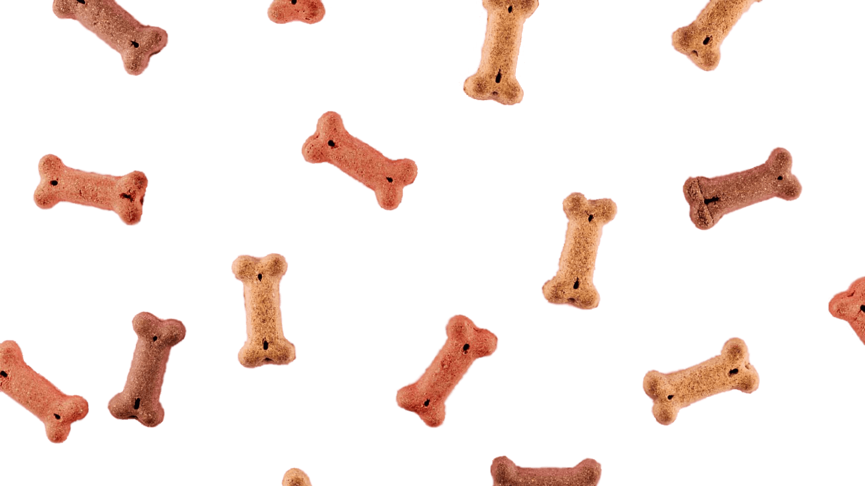 Subscribe To Our Newsletter Image V1 - Pet X Webflow Template