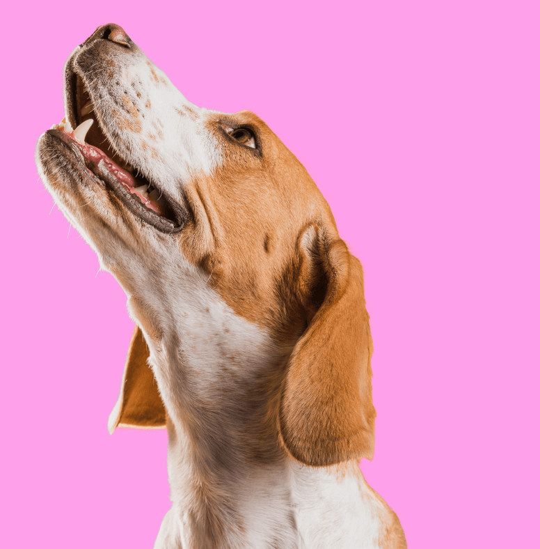 Our Mission Image - Pet X Webflow Template