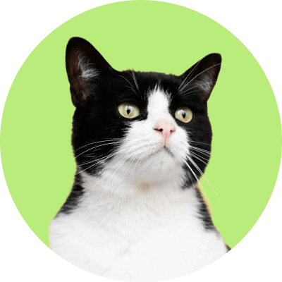 Milly Taylor Avatar Image - Pet X Webflow Template