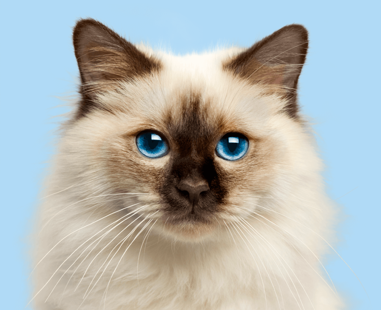 Cat Image - Pet X Webflow Template