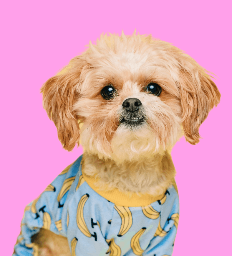 Andy Smith Testimonial Image - Pet X Webflow Template