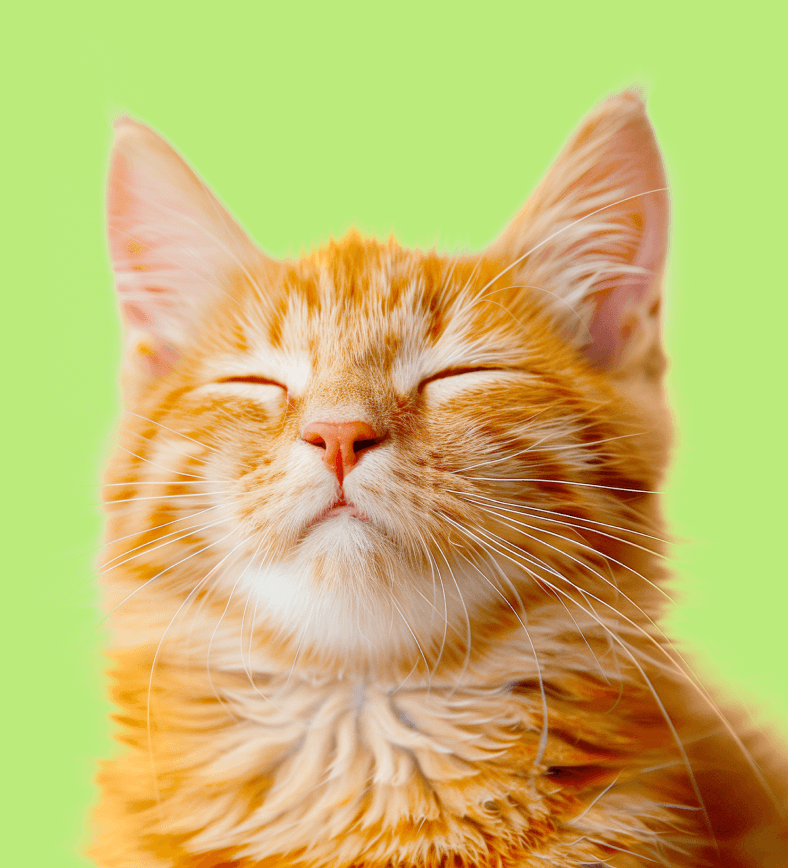 Matt Cannon Testimonial Image - Pet X Webflow Template