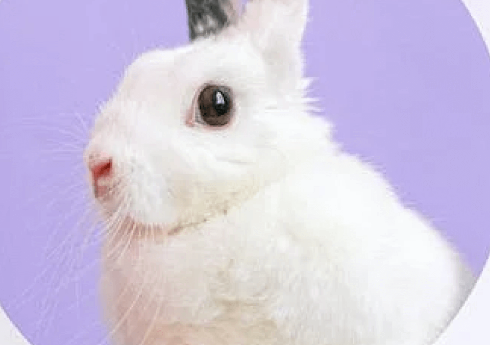 Pexels Gallery Two - Pet X Webflow Template