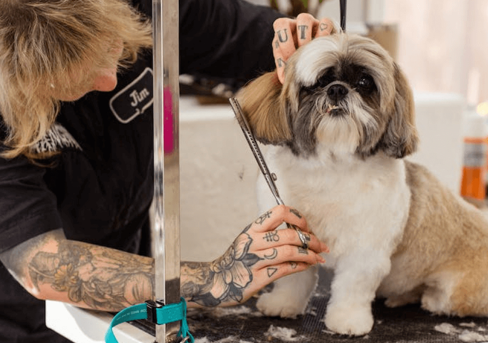 Pexels Gallery One - Pet X Webflow Template